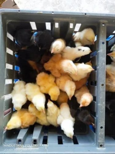 Aseel Country Chicks