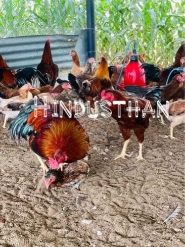 Aseel Fighter Poultry Chicks