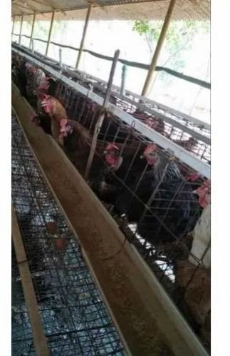 Desi Kaveri Poultry Chicks