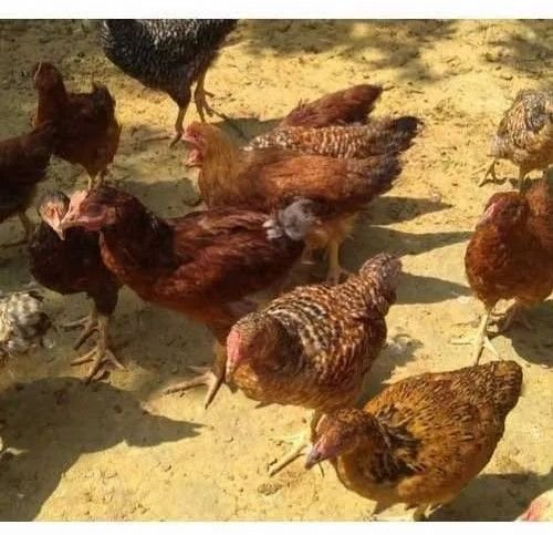 Ffg Kuroiler Poultry Chickens