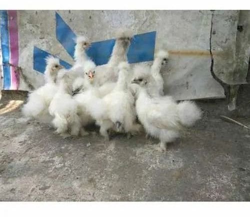 Police Cap Silky Poultry Chicks