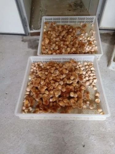 Rhode Island Poultry Chicks