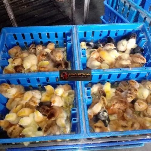 Sasso Poultry Chicks