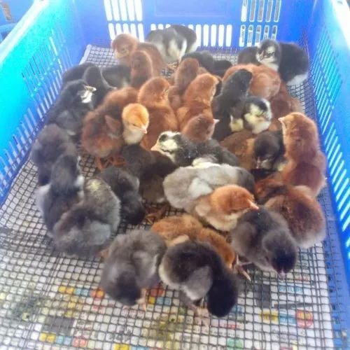 Sonali Breed Poultry Chicks