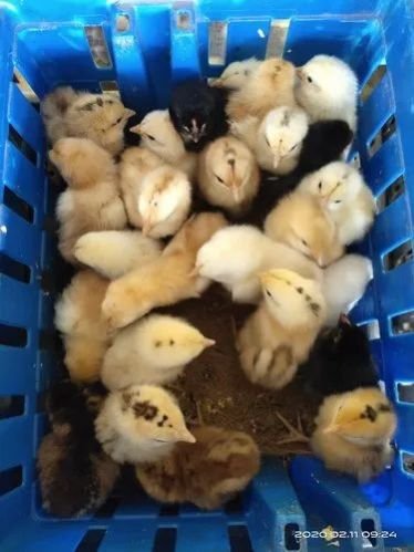 Srs Aseel Cross Chicks