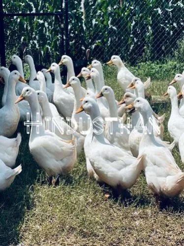 White Pekin Poultry Chicks