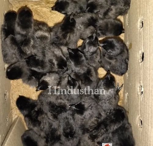 Z Black Kadaknath Chicks