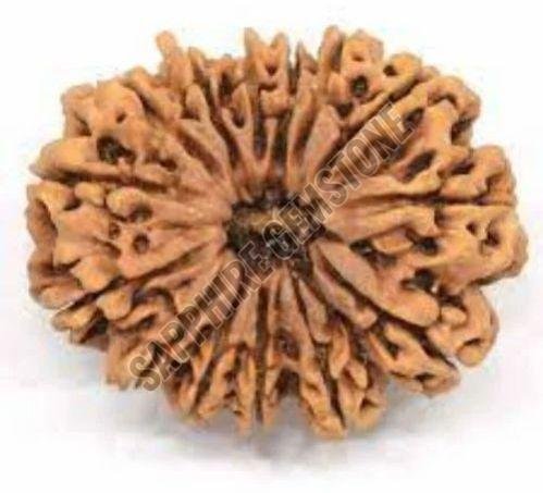 14 Mukhi Rudraksha