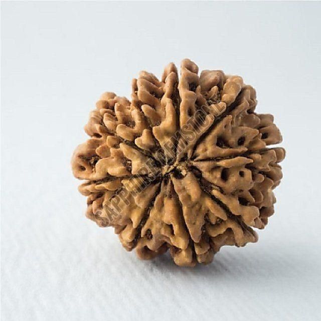 9 Mukhi Nepali Rudraksha