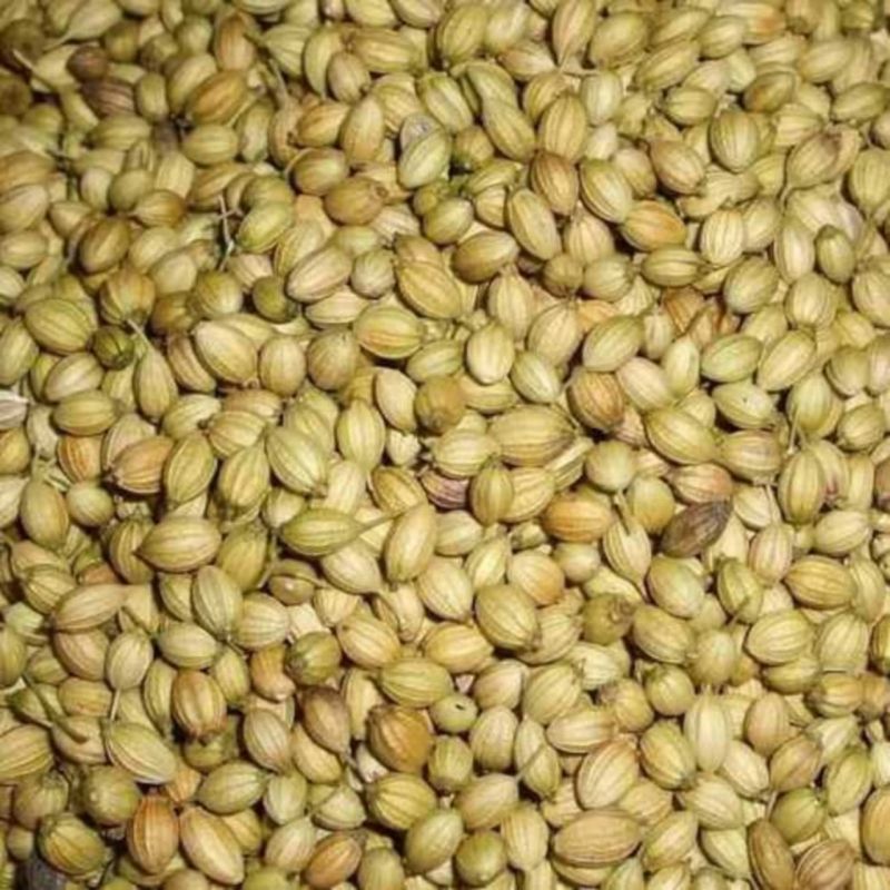 Aromatic Coriander Seeds