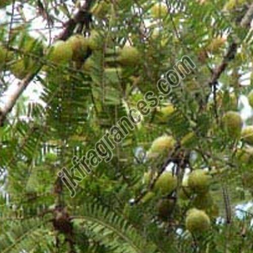 Amla Oil
