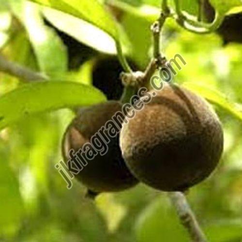 Chaulmoogra Oil
