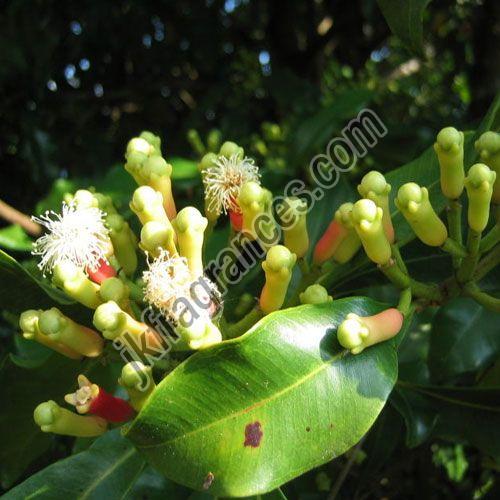Organic Clove Oil