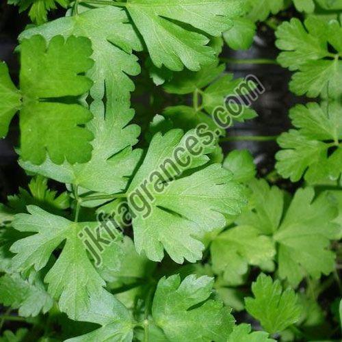 Organic Coriander Oil