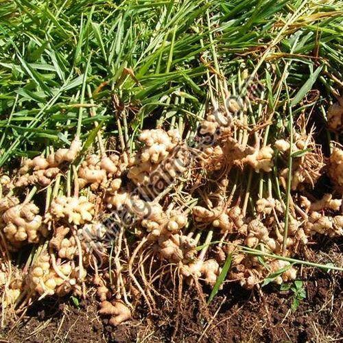 Organic Ginger Oil