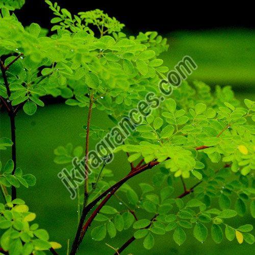 Organic Moringa Oil