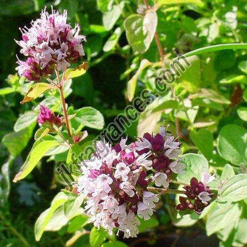 Organic Oregano Oil