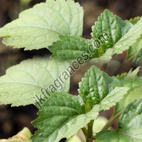 Organic Patchouli Oil