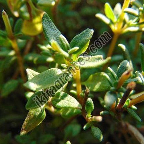 Organic Thyme Oil
