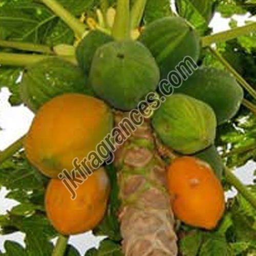 Papaya Seed Oil