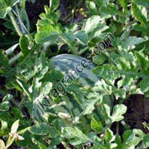 Watermelon Seed Oil