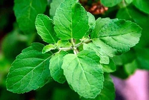 Green Tulsi Live Plant