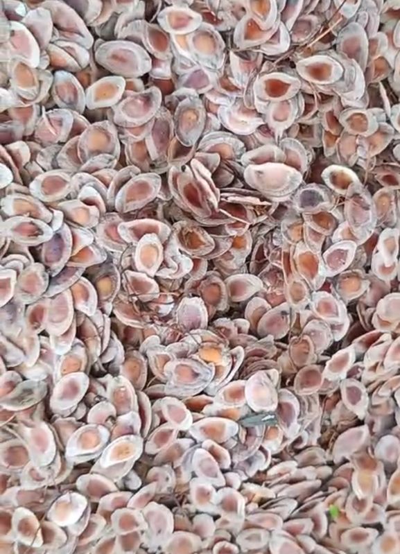 Silver Oak Tree Seeds