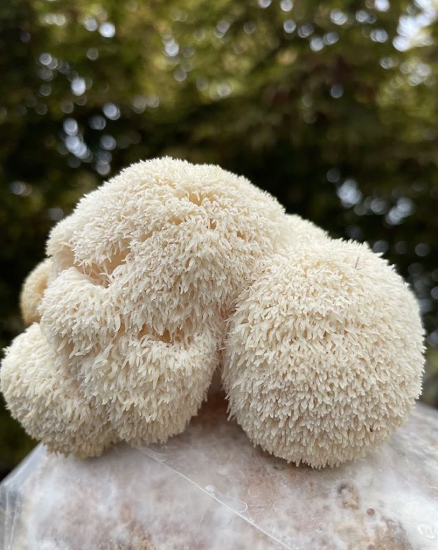 Fresh Lion's Mane Mushroom