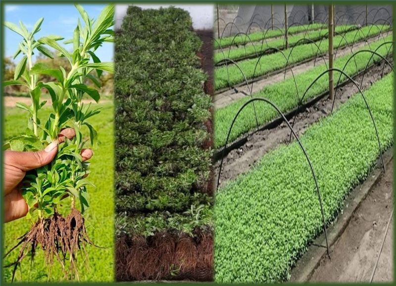 Live Stevia Plants