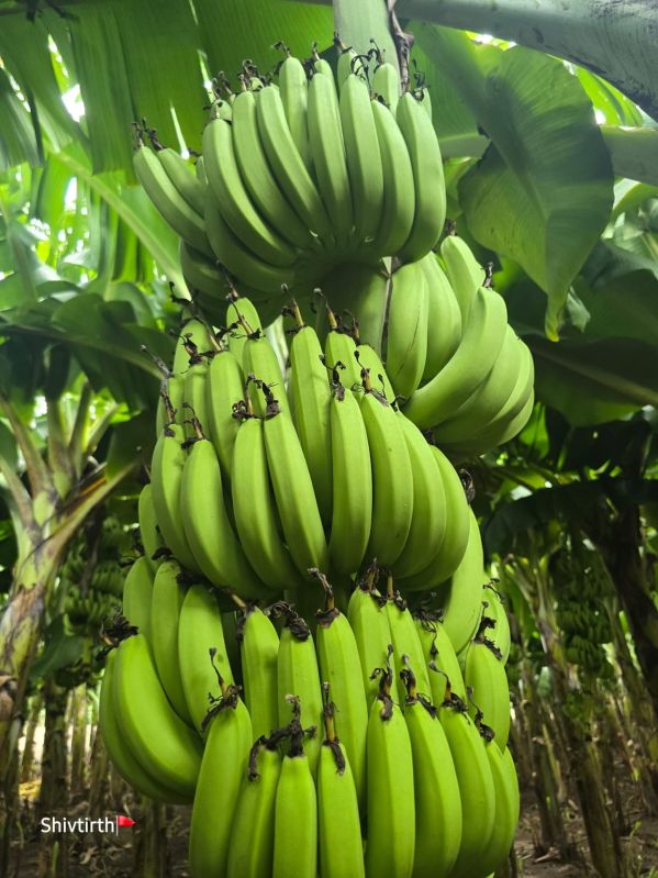 Organic Fresh Green Banana