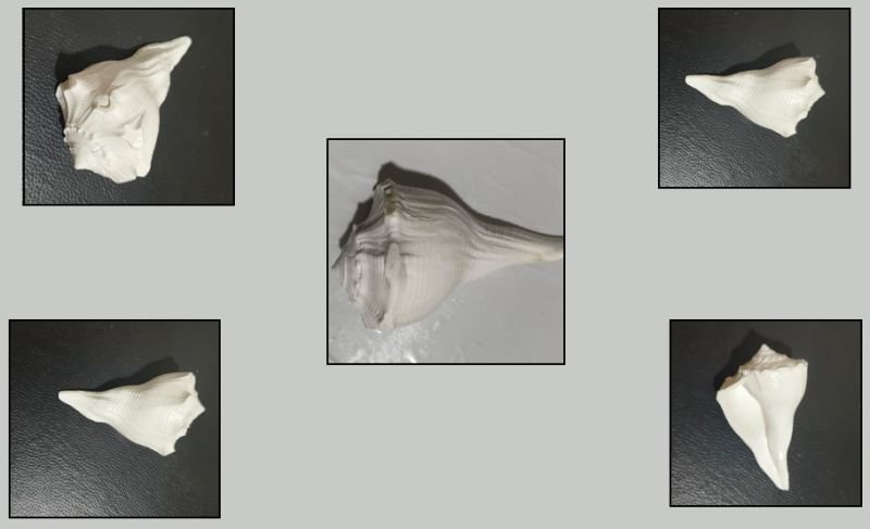 Conch Shell Dakshin Mukhi Shankh