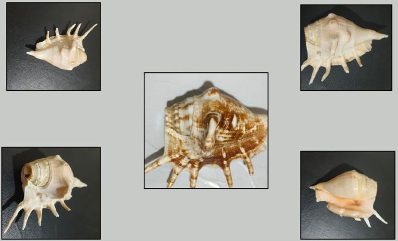 Conch Shell Shankh & Keychains