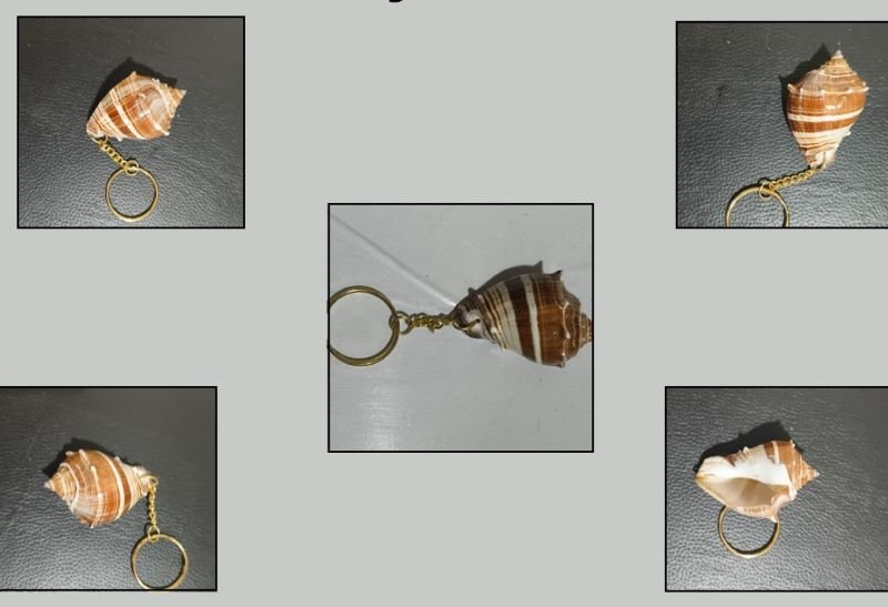 Dark Brown Conch Shell Key Chains