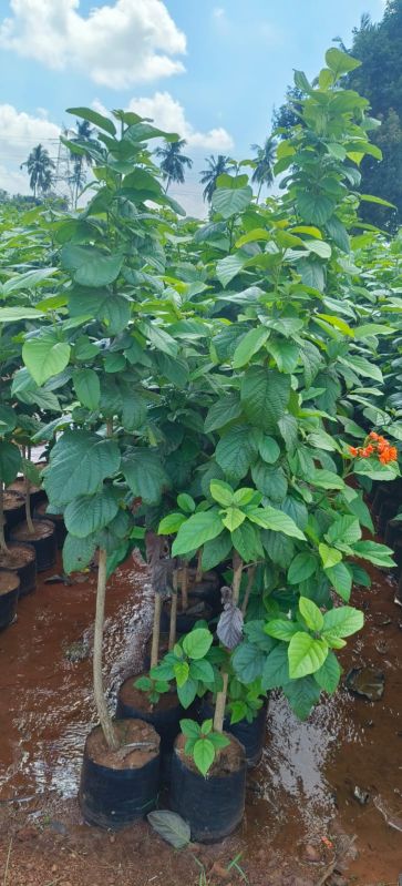 Cardio Sebastien Herbal Plant