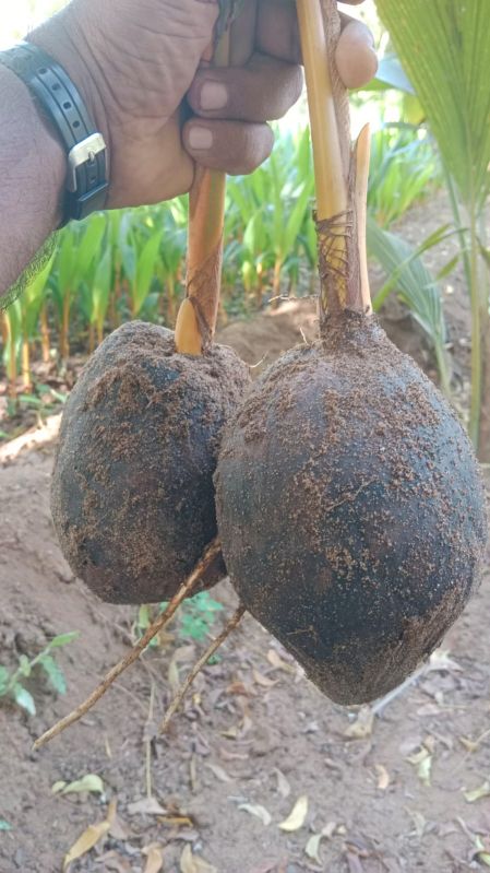 Coconut Plants