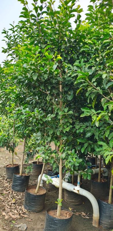 Hybrid Spanish Cherry Fruit Plants