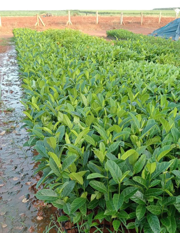 Jackfruit Plants
