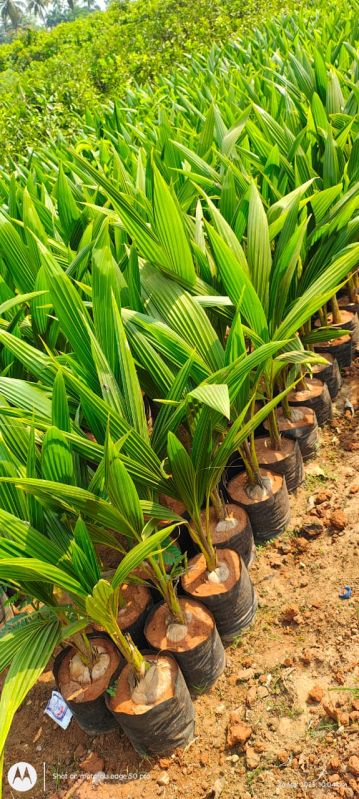Malasiyan Coconut Plant