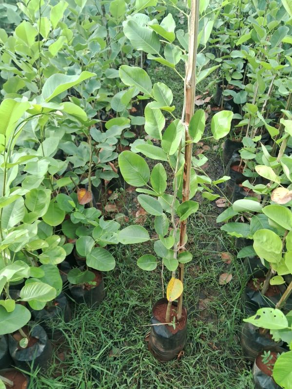Outdoor Plants