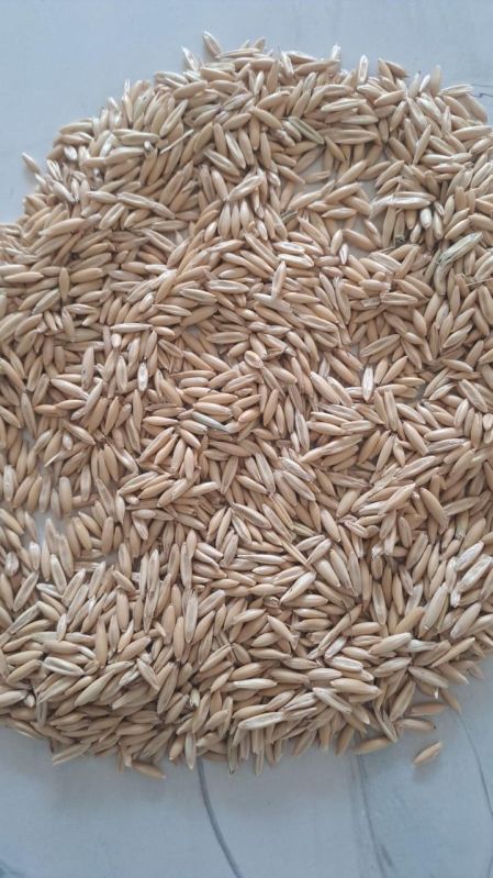 Oats for Horse Feed