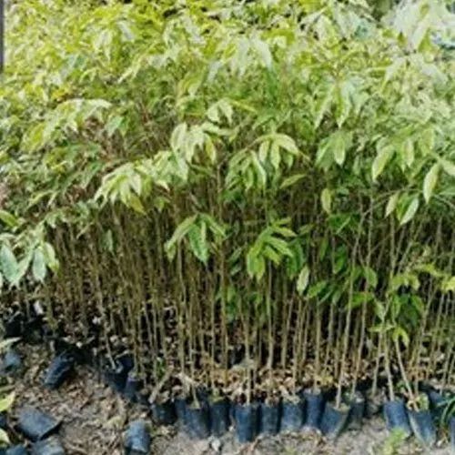 Agarwood Contract Farming