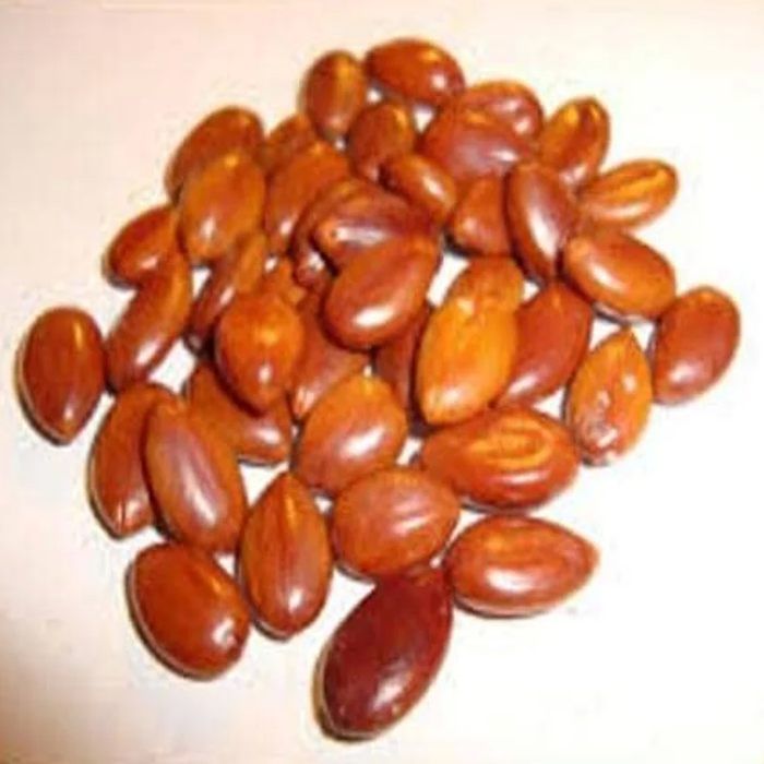 Amaltas Seeds