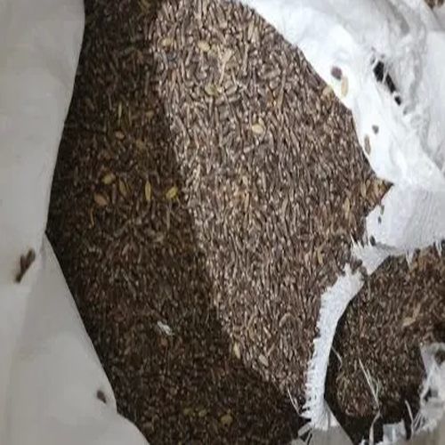 Black Wheat Seeds