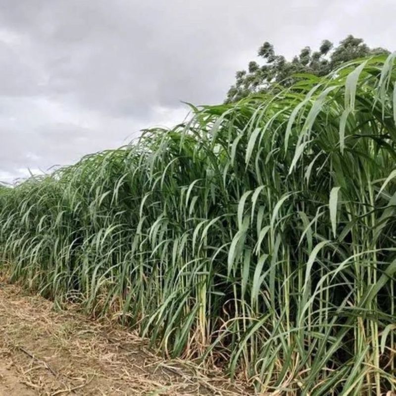 Napier Contract Farming
