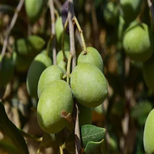 Olive Contract Farming