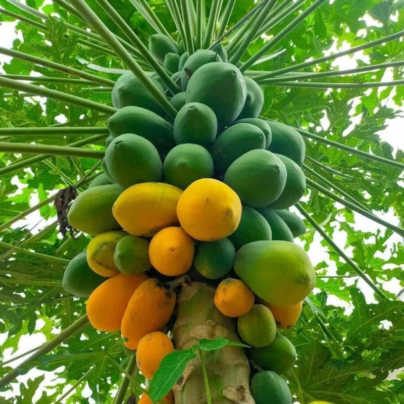 Red Lady Papaya Plant