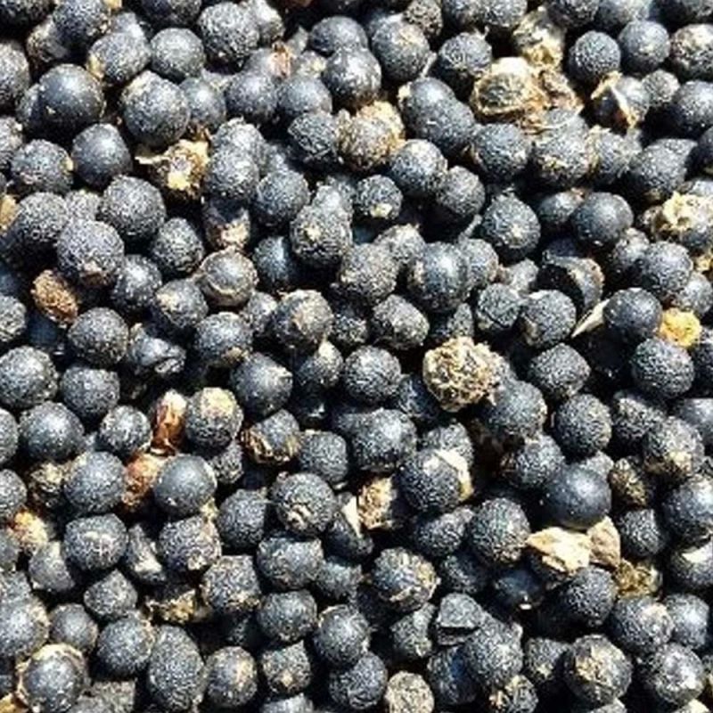 Shatavari Seeds