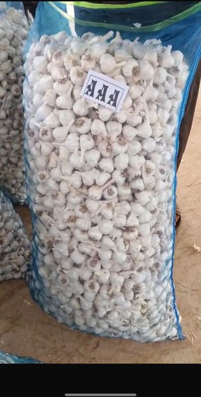 a Grade Fresh Garlic