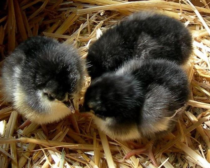 Black Australorp Day Old Chicks