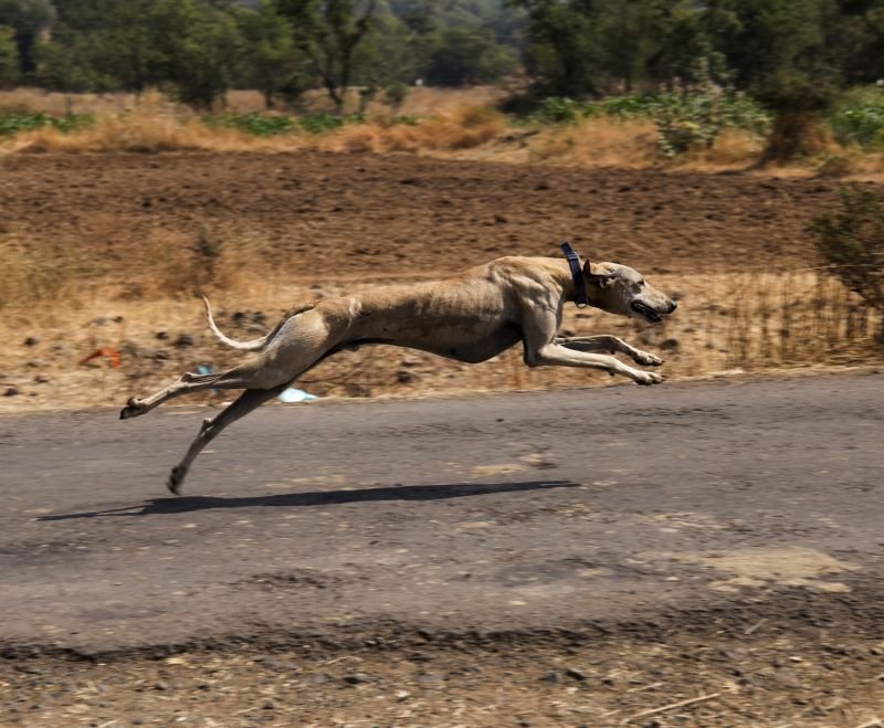Racing Dog Acrylic Canvas Painting